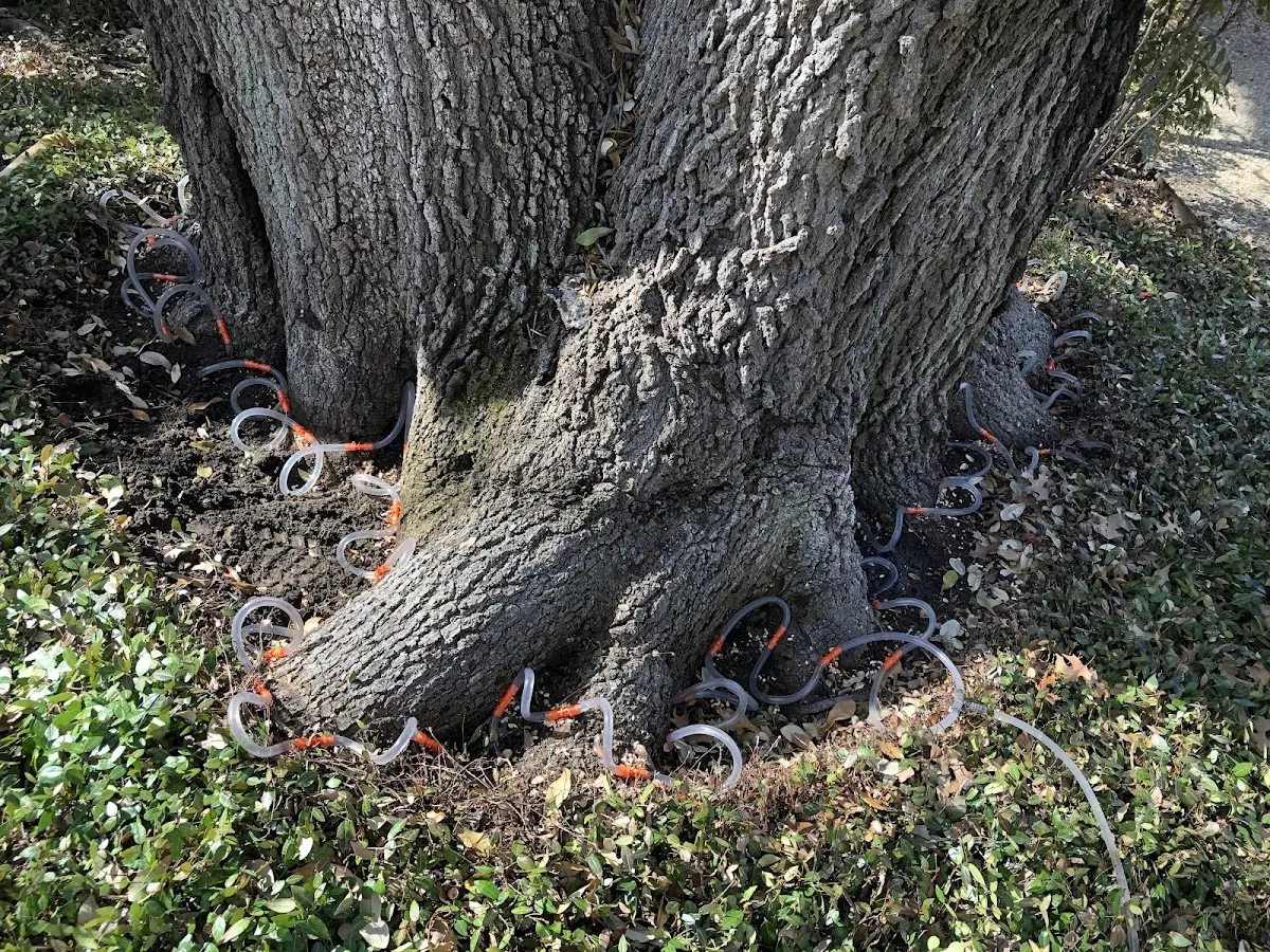 Detailed Tree Cabling and Bracing job site in Senoia