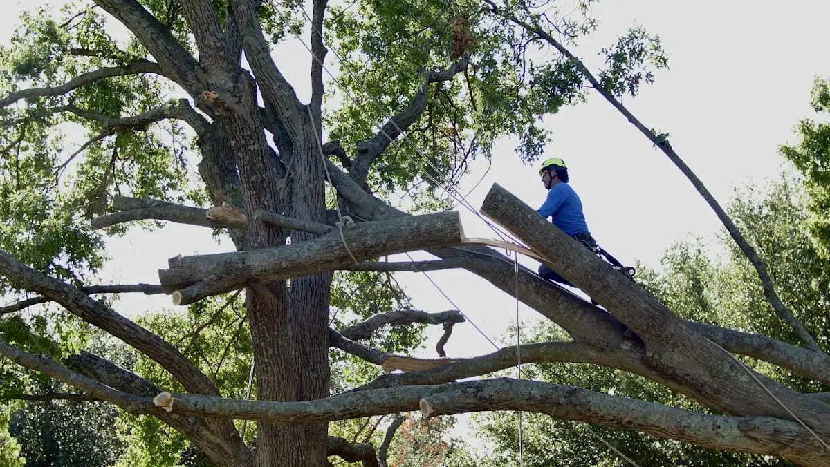 Professional Hazardous Tree Removal performed by certified arborists in Senoia