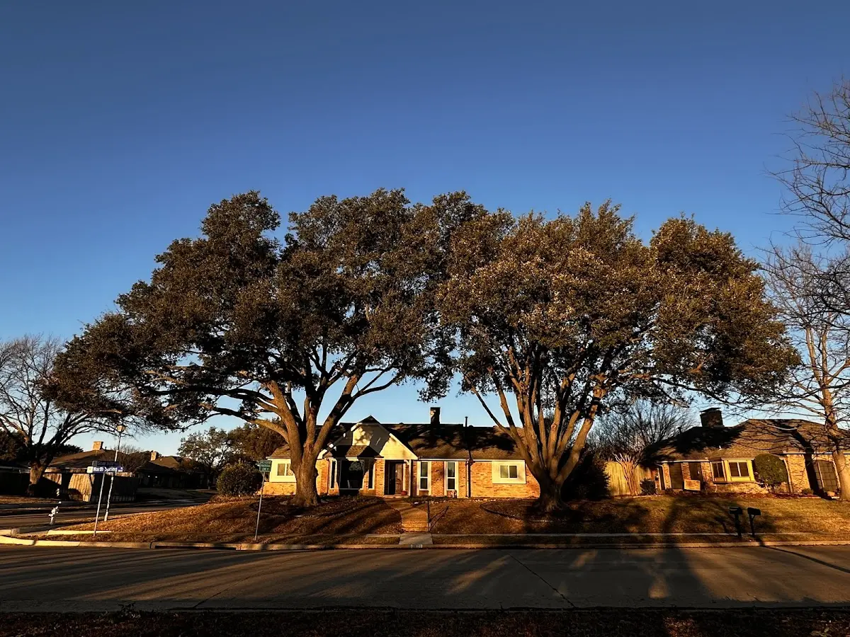 Established residential canopy tree shading a home in Senoia